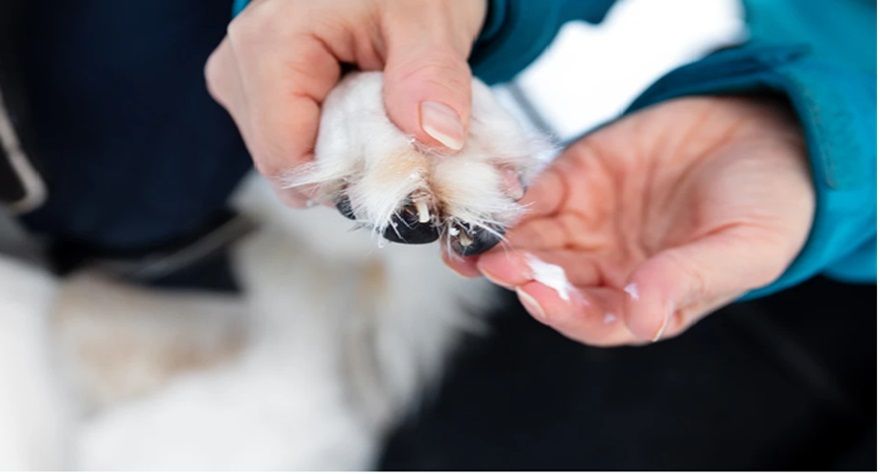 Pfotenbalsam hilft, Schäden an den Pfoten von Haustieren zu verhindern und spendet Feuchtigkeit für die Polster. Er ist in Form von Öl, Lotion, Gel, Balsam und vielen weiteren Formen erhältlich.